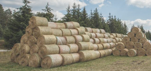 Landwirtschaftsdivision