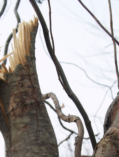Vichřice u Vojenských lesů nezpůsobila rozsáhlejší škody 