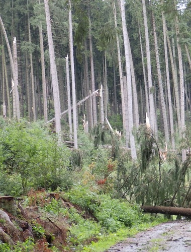 Do lesů VLS na Šumavě platí kvůli kalamitám  zákaz vstupu