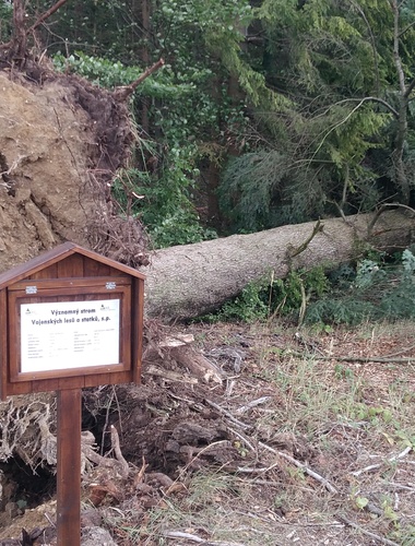 Bouře Fabienne VLS výrazněji nepoškodila, na Libavé však padl významný strom