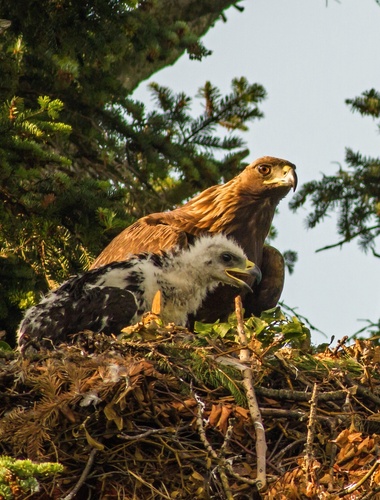 VLS budou společně s ochránáři podporovat návrat orla skalního do české přírody