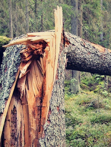 VLS odhadují škody v lesích okolo 120 tisíc kubíků dříví