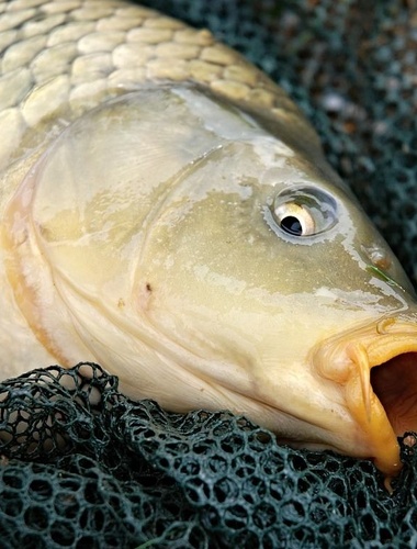 VLS spouští předvánoční prodej ryb z čisté přírody