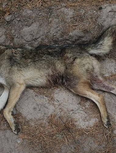 V Ralsku nalezena mrtvá vlčice, asi ji zabilo prase