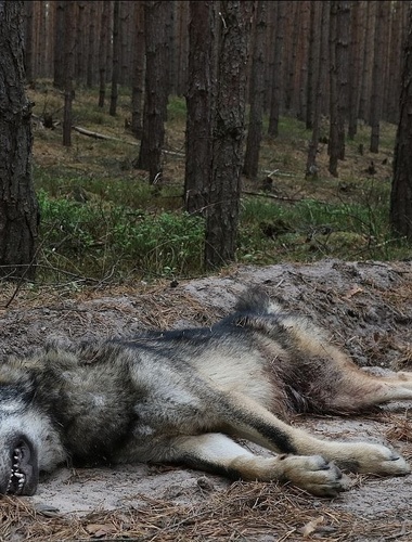 Vlčici v Ralsku nezabilo prase, ale zřejmě jiný vlk
