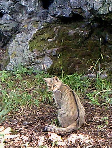 Vojenské lesy hlásí z Karlovarska další výskyt kočky divoké