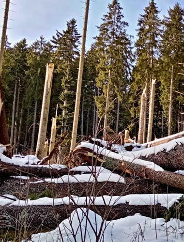 Vichřice Julie nezpůsobila ve vojenských lesích vážnější škody