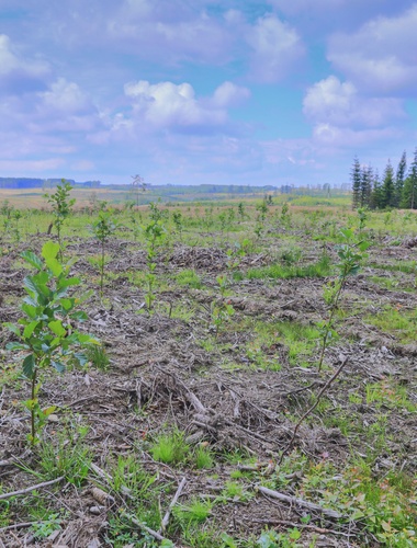 VLS spustily jarní zalesnění, pro druhově pestřejší lesy využijí i alternativní způsoby obnovy