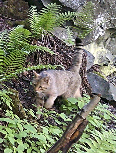 Vojenské lesy zaznamenaly na Karlovarsku výskyt kočky divoké
